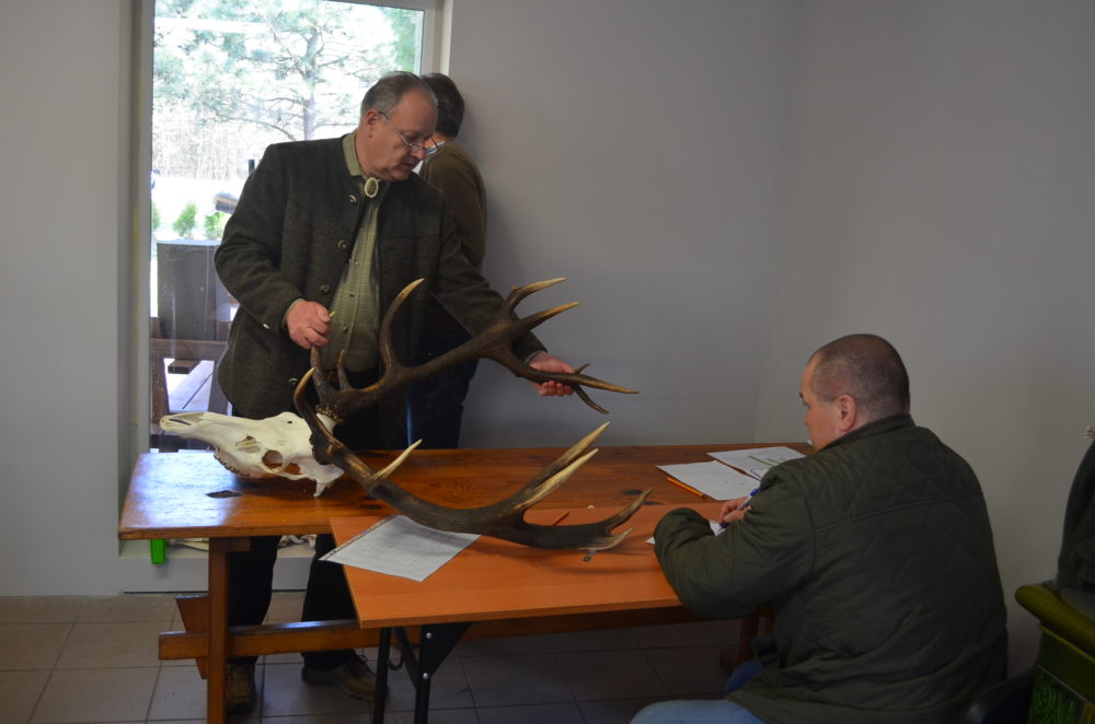 Ocena prawidłowości odstrzału byków jelenia szlachetnego – terminy
