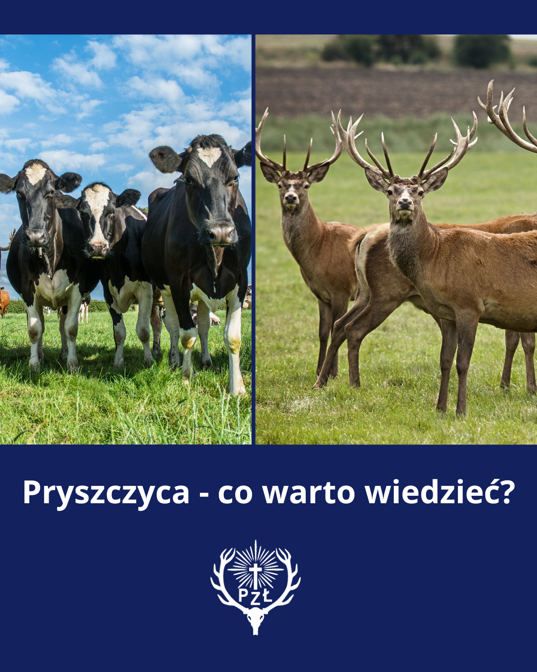 Pryszczyca – co warto wiedzieć ?